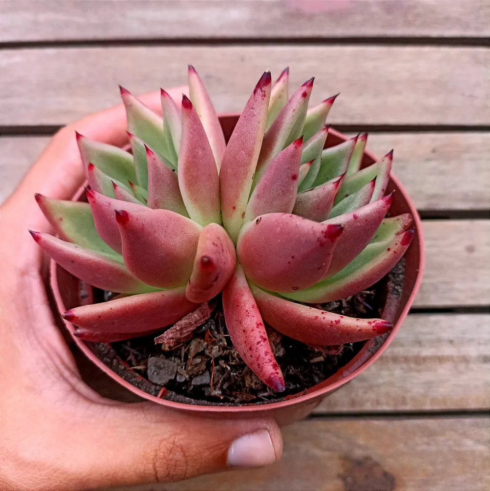 Echeveria agavoides Romeu X Ebony (roseta dupla - vaso11)