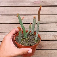 Euphorbia enterophora (vaso11) - Foto 3