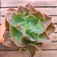Echeveria gibbiflora Camisole x Mauna' (fica gigante - vaso11) - Foto 4
