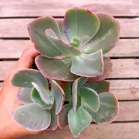 Echeveria gibbiflora 'Goiabinha' X 'Mauna' (colônia - vaso11)
