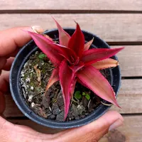 Cryptanthus bivittatus 'Red Star' (vaso9)