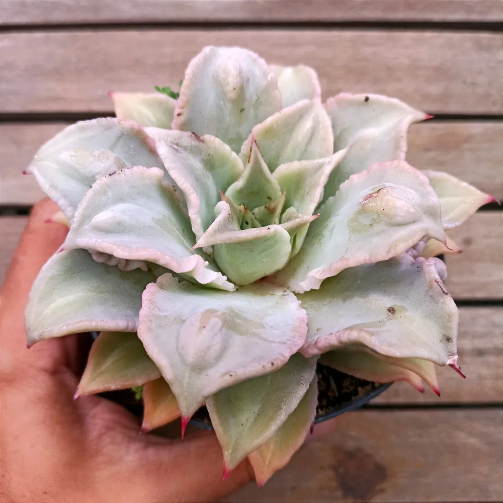 Echeveria 