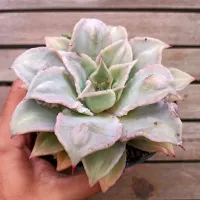 Echeveria 'Madiba' (com caruncula - única vaso11)