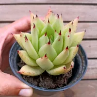 Echeveria 'Ebony' (única - vaso11) - Foto 2