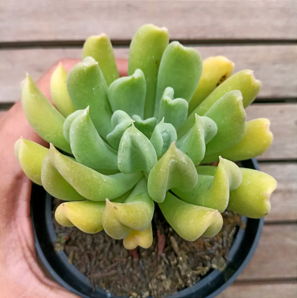 Echeveria 