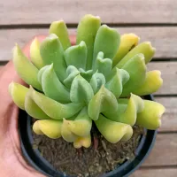 Echeveria 'Dagda' (vaso11)
