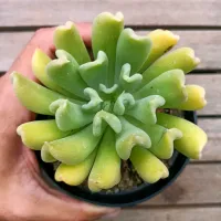 Echeveria 'Dagda' (vaso11) - Foto 2