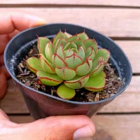 Echeveria 'Agita Rose' (vaso9)