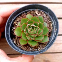Echeveria 'Agita Rose' (vaso9) - Foto 2