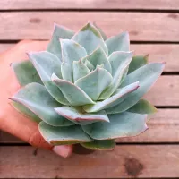 Echeveria 'Cansu' (vaso11)
