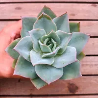 Echeveria 'Cansu' (vaso11) - Foto 2