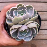 Echeveria 'Lotus' (Roseta dupla - vaso11)