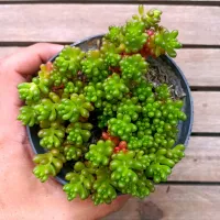 Sedum 'Red Berry' (vaso11)