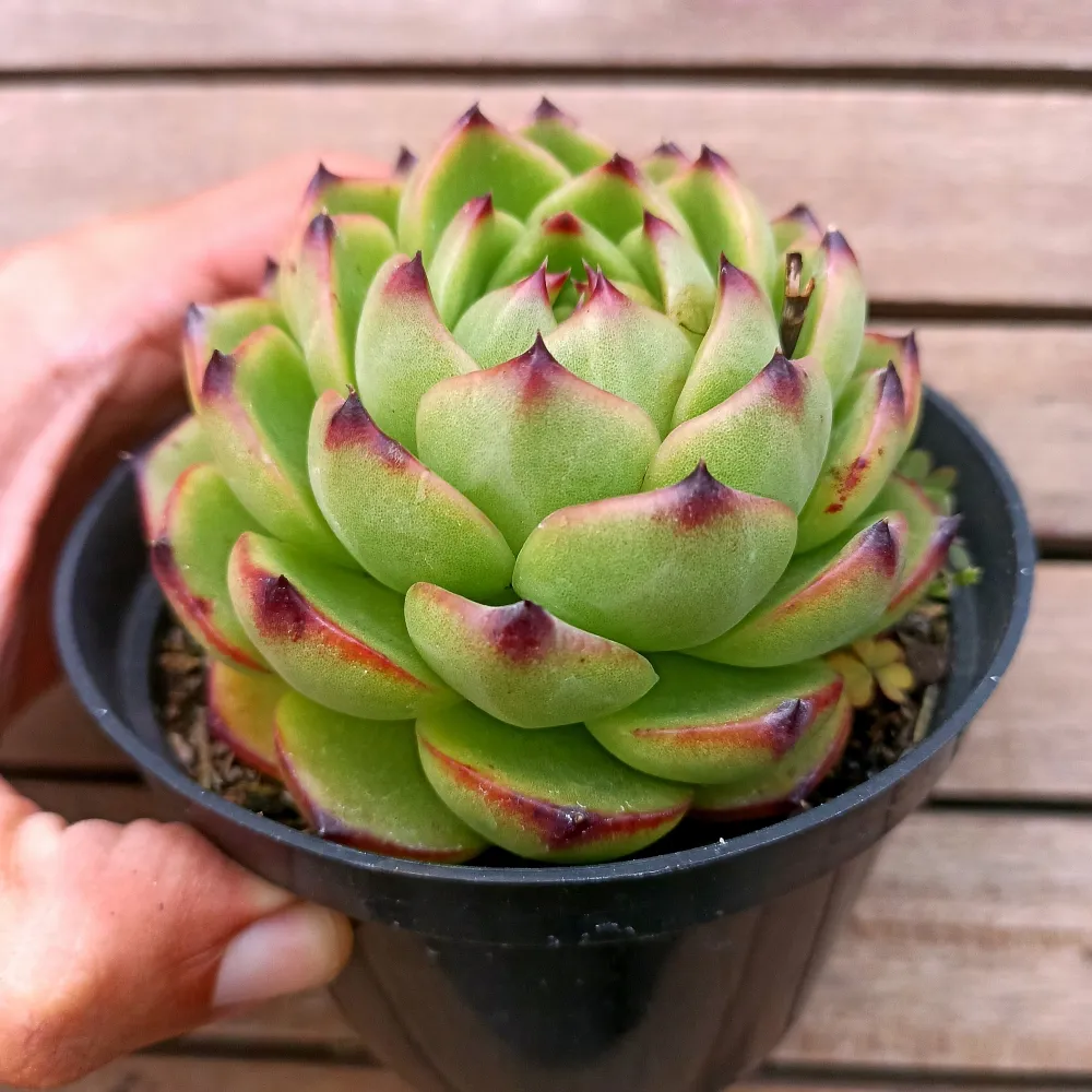 Echeveria agavoides 