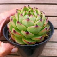 Echeveria agavoides 'Moonstone' (vaso9)