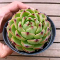 Echeveria agavoides 'Moonstone' (vaso9) - Foto 2