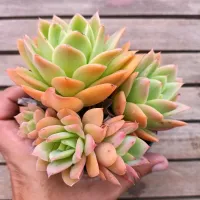 Echeveria 'Luella' (colônia única - vaso11)