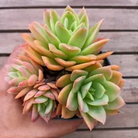Echeveria 'Luella' (colônia única - vaso11) - Foto 2
