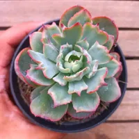 Echeveria 'Amistar' mutação (única - vaso11)