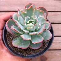 Echeveria 'Amistar' mutação (única - vaso11) - Foto 2