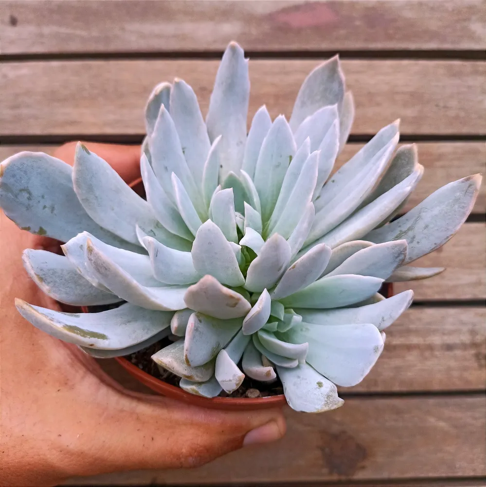 Echeveria mutação (única - vaso11)