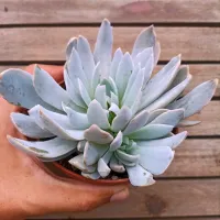 Echeveria mutação (única - vaso11)