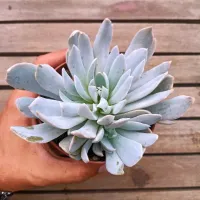 Echeveria mutação (única - vaso11) - Foto 2