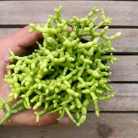 Rhipsalis cereuscula (vaso9)