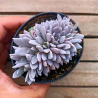 Echeveria 'Lulu' cristata (única - vaso9)