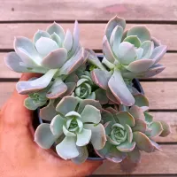 Echeveria 'Angel' X 'Sweet Eva' (colônia - vaso11)