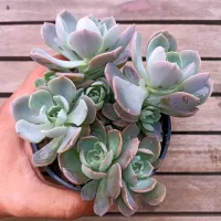 Echeveria 'Angel' X 'Sweet Eva' (colônia - vaso11) - Foto 2