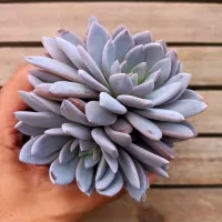 Echeveria 'Lulu' (colônia - vaso11)