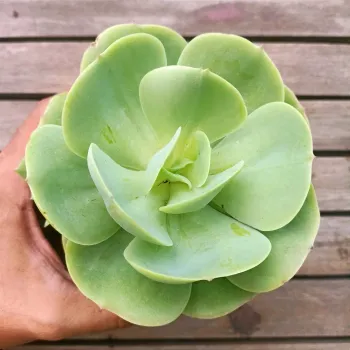 Echeveria 'Mandala Citrus' ('Momoca' - vaso11) - Foto 2