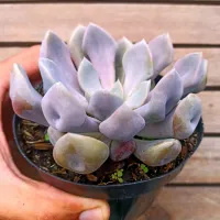 Echeveria 'Cupid' ('Topsy Debby' - vaso11)