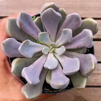 Echeveria 'Cupid' ('Topsy Debby' - vaso11) - Foto 2