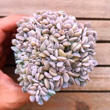 Echeveria 