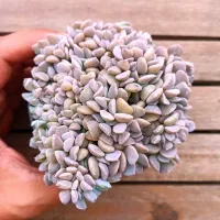 Echeveria 'Cubic Frosty' f. cristata (vaso11)