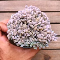 Echeveria 'Cubic Frosty' f. cristata (vaso11) - Foto 2