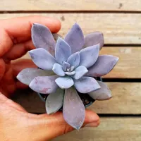 Echeveria craigiana (vaso6) - Foto 2
