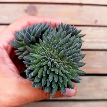 Sinocrassula yunnanensis (vaso6)