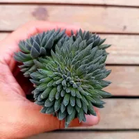 Sinocrassula yunnanensis (vaso6)