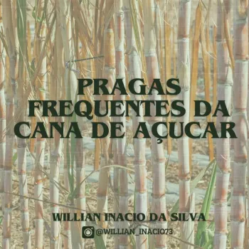 Post de identificação de Pragas na cana de açúcar