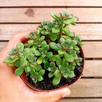 Echeveria supia (vaso11)