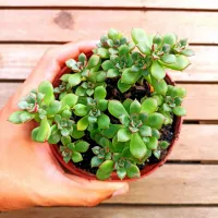 Echeveria supia (vaso11) - Foto 2