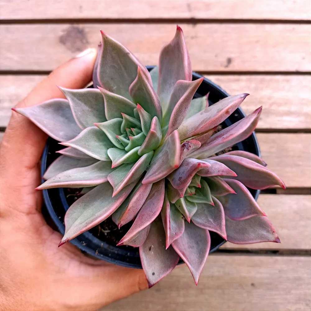 Echeveria agavoides 'Serengeti' (roseta dupla - vaso11) Imagem
