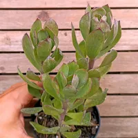 Senecio decaryi (vaso11)