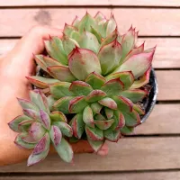 Echeveria agavoides híbrida (colônia única - vaso11)