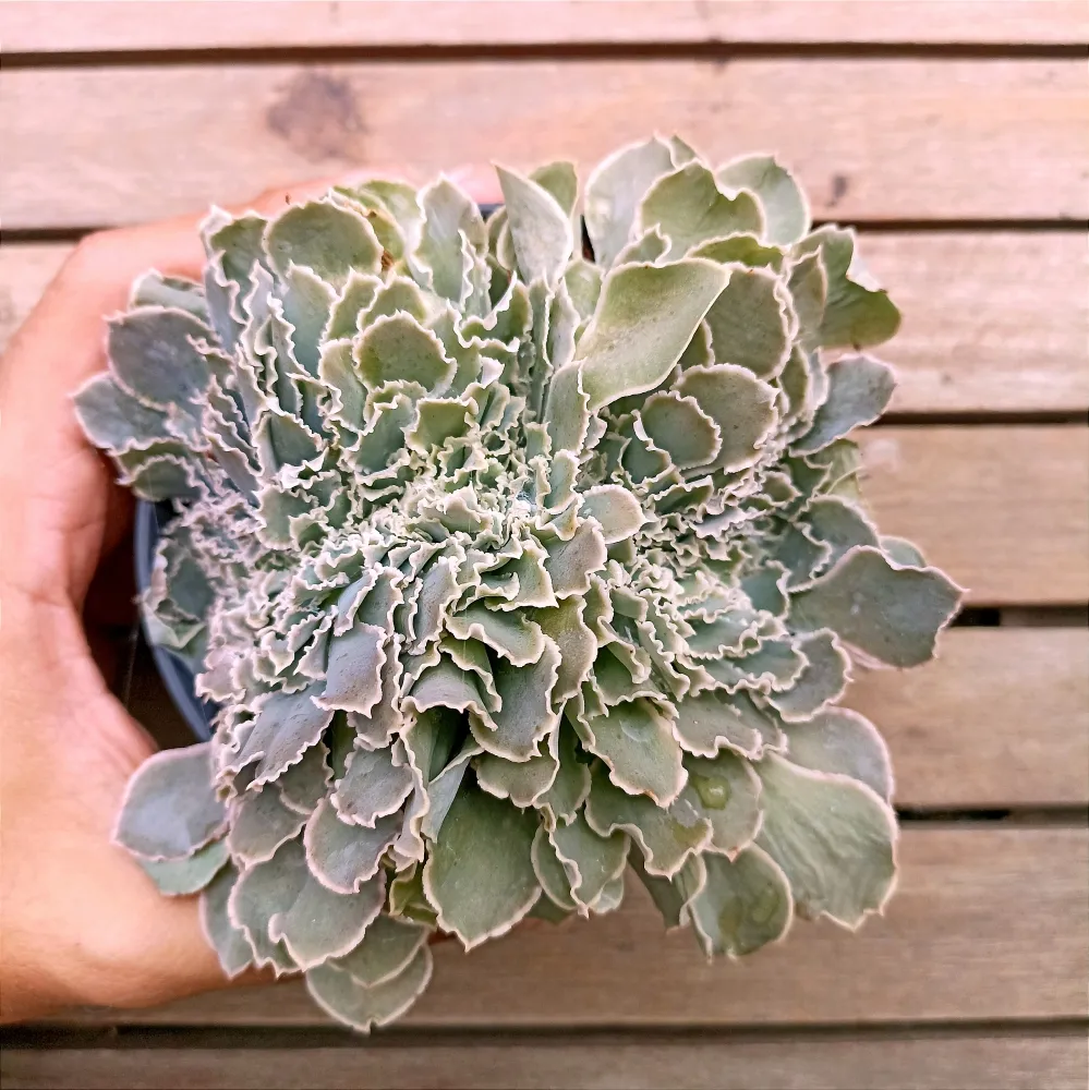 Echeveria shaviana 