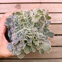 Echeveria shaviana 'Peregrina' f. cristata (vaso11)