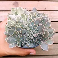 Echeveria shaviana 'Peregrina' f. cristata (vaso11) - Foto 2